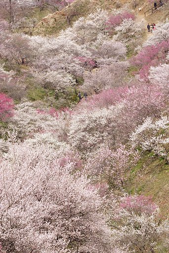 青梅梅郷