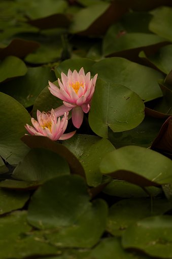 PENTAX-D FA MACRO 100mmF2.8 