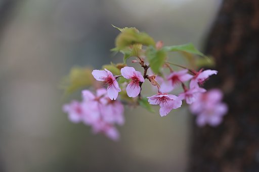 東京の河津桜