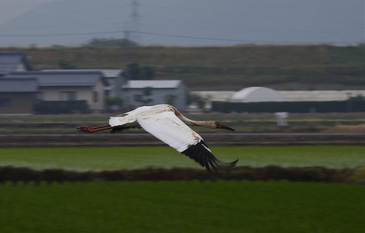 ソデグロヅル