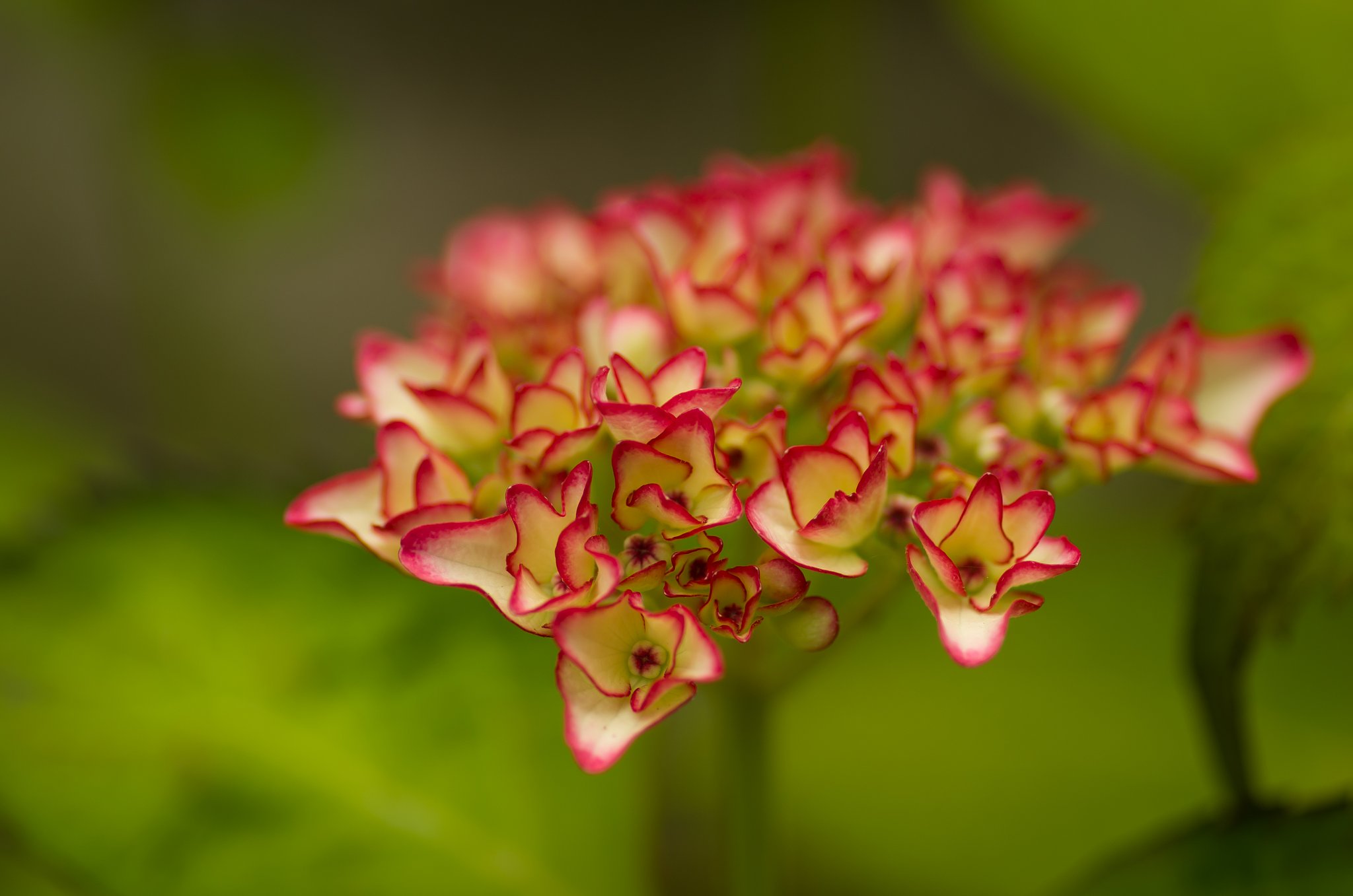 PENTAX-D FA MACRO 100mmF2.8 