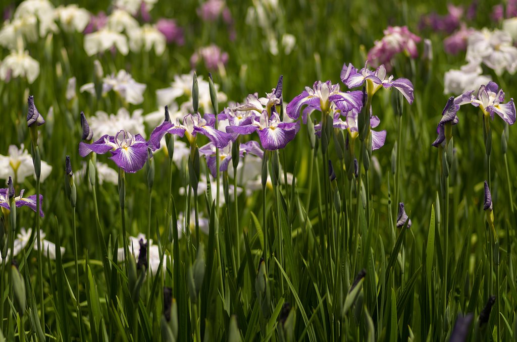 PENTAX-D FA MACRO 100mmF2.8 