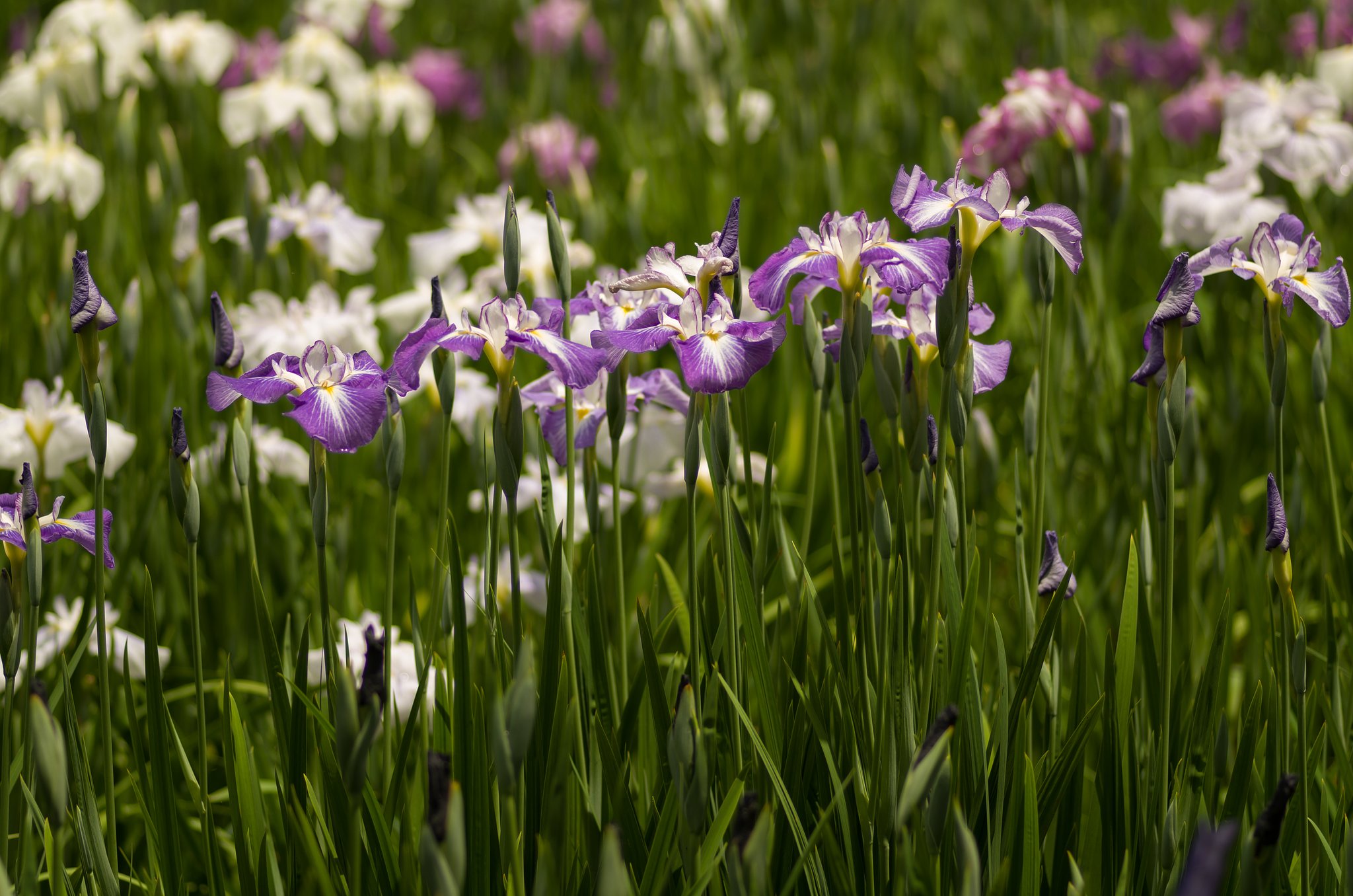 PENTAX-D FA MACRO 100mmF2.8 