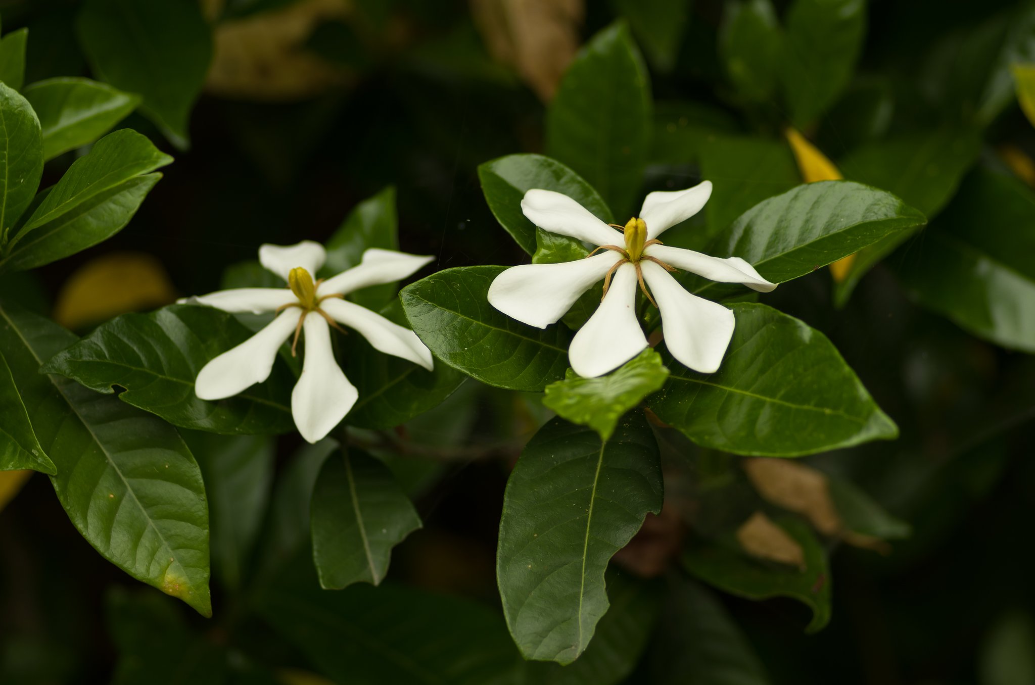 PENTAX-D FA MACRO 100mmF2.8 