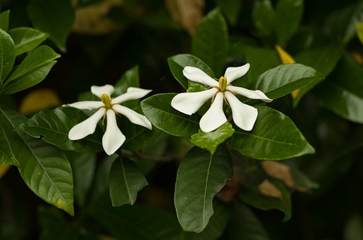 PENTAX-D FA MACRO 100mmF2.8 