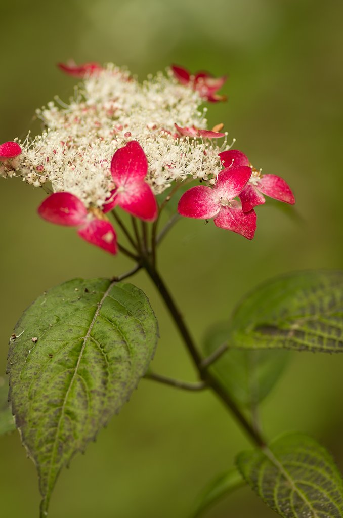 PENTAX-D FA MACRO 100mmF2.8 