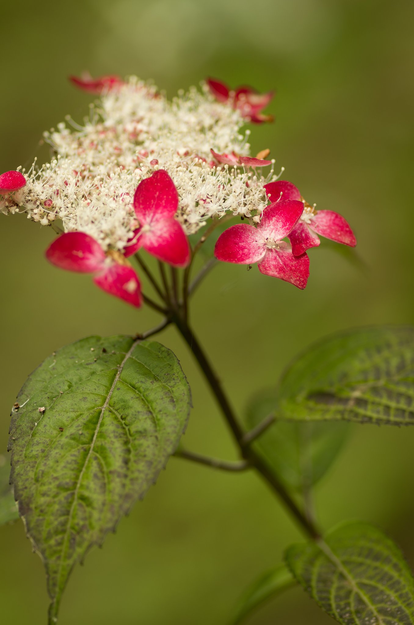 PENTAX-D FA MACRO 100mmF2.8 