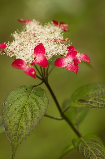 PENTAX-D FA MACRO 100mmF2.8 