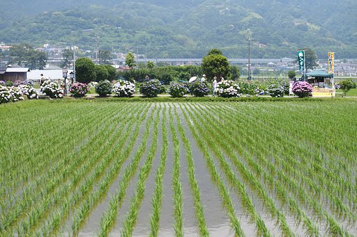 あじさい農道2