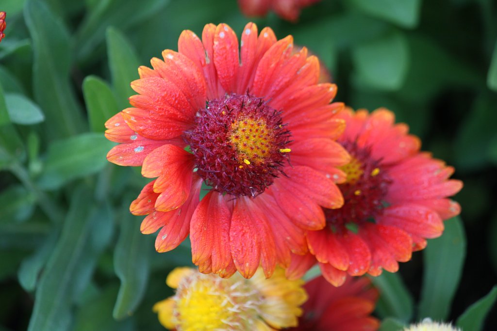 朝一での花