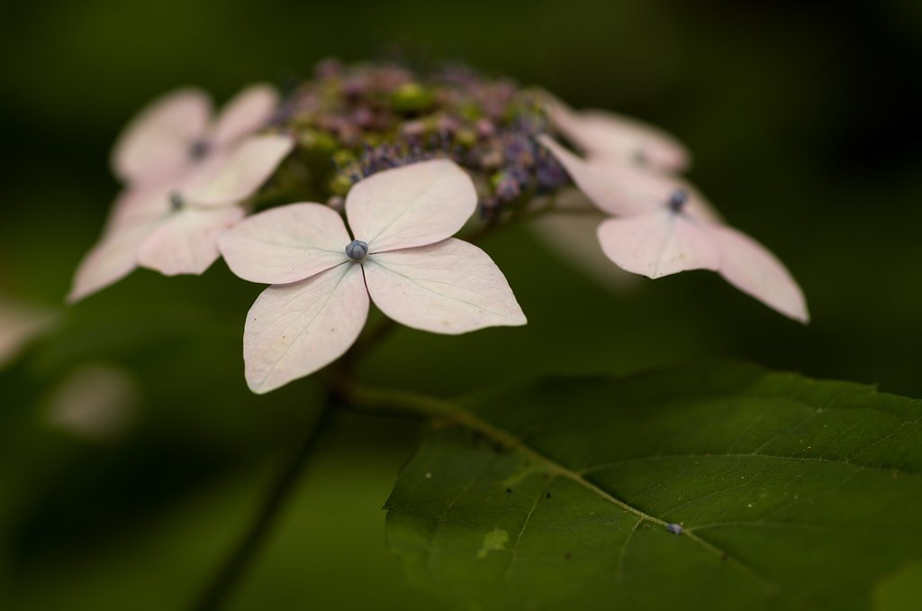 SIGMA MACRO 70mm F2.8 