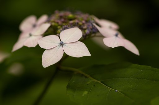 SIGMA MACRO 70mm F2.8 
