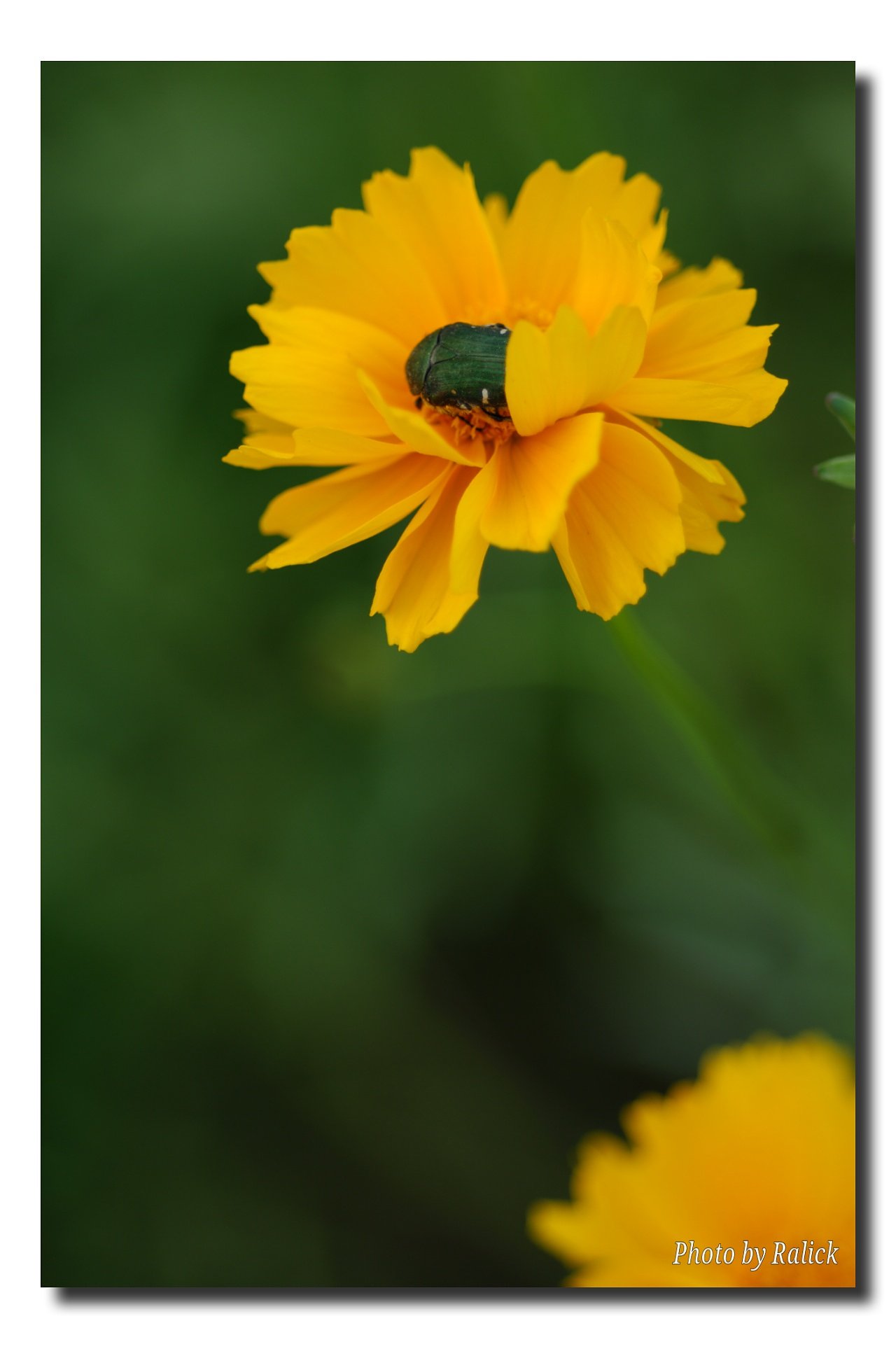 かくれんぼ