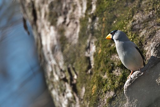 ペンギンのような