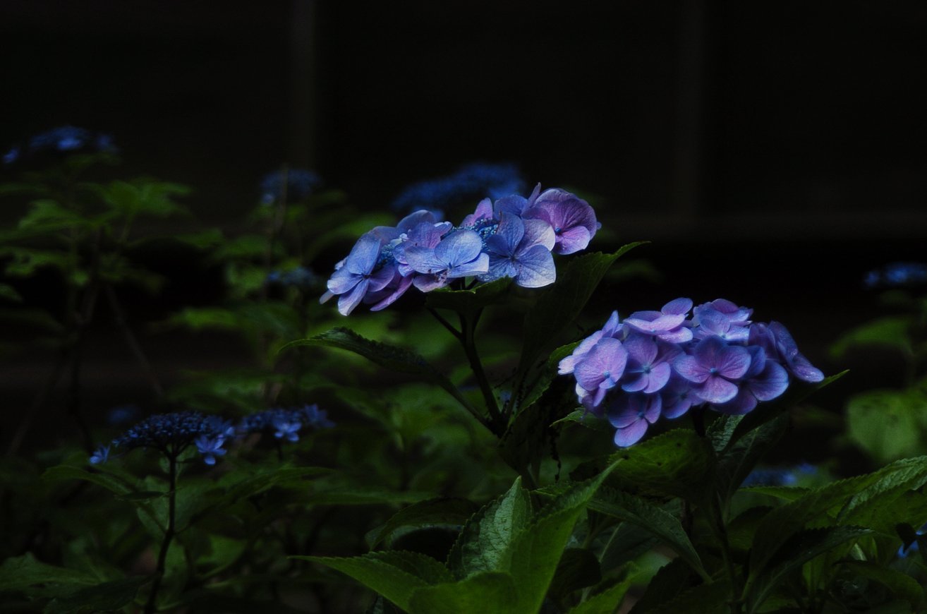 紫Jpeg