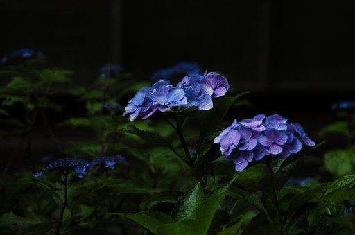 紫Jpeg