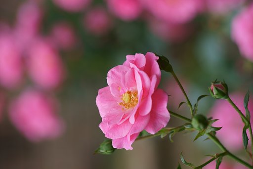 Canon S100mm F3.5 Ⅱ(Lマウント)＋接写リング1:2 