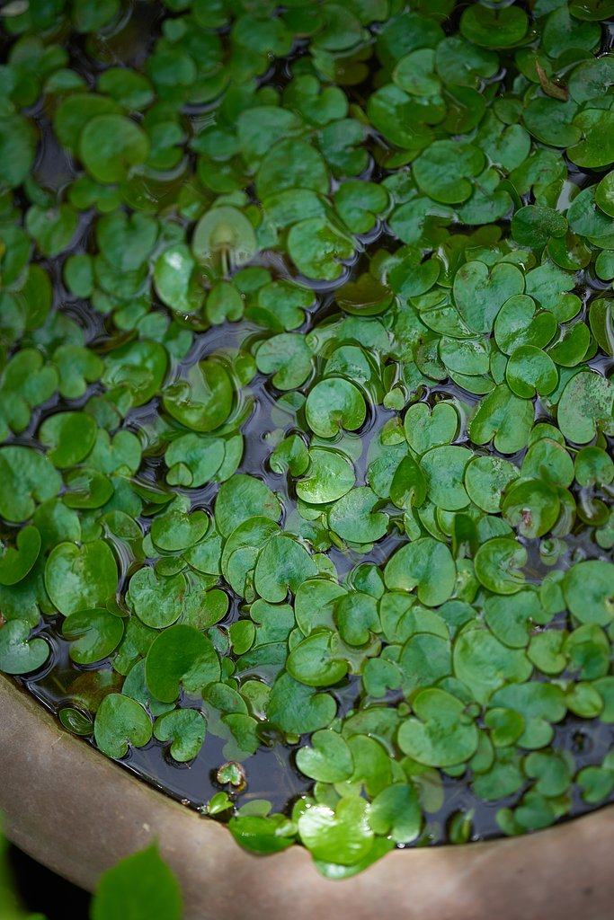 Otus 85mm F1.4 ZF2