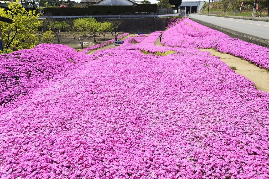 ピンクの芝生
