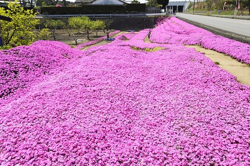ピンクの芝生