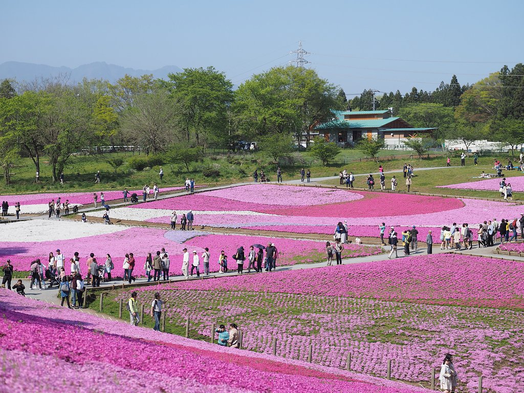 芝桜のパッチワーク
