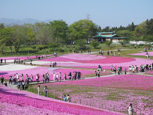 芝桜のパッチワーク