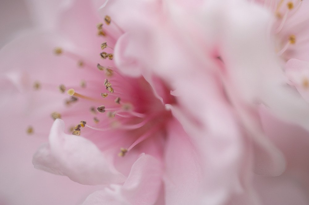 「春」スモモの花