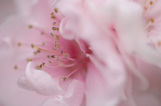 「春」スモモの花