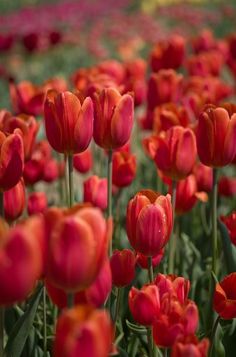 SIGMA MACRO 70mm F2.8 