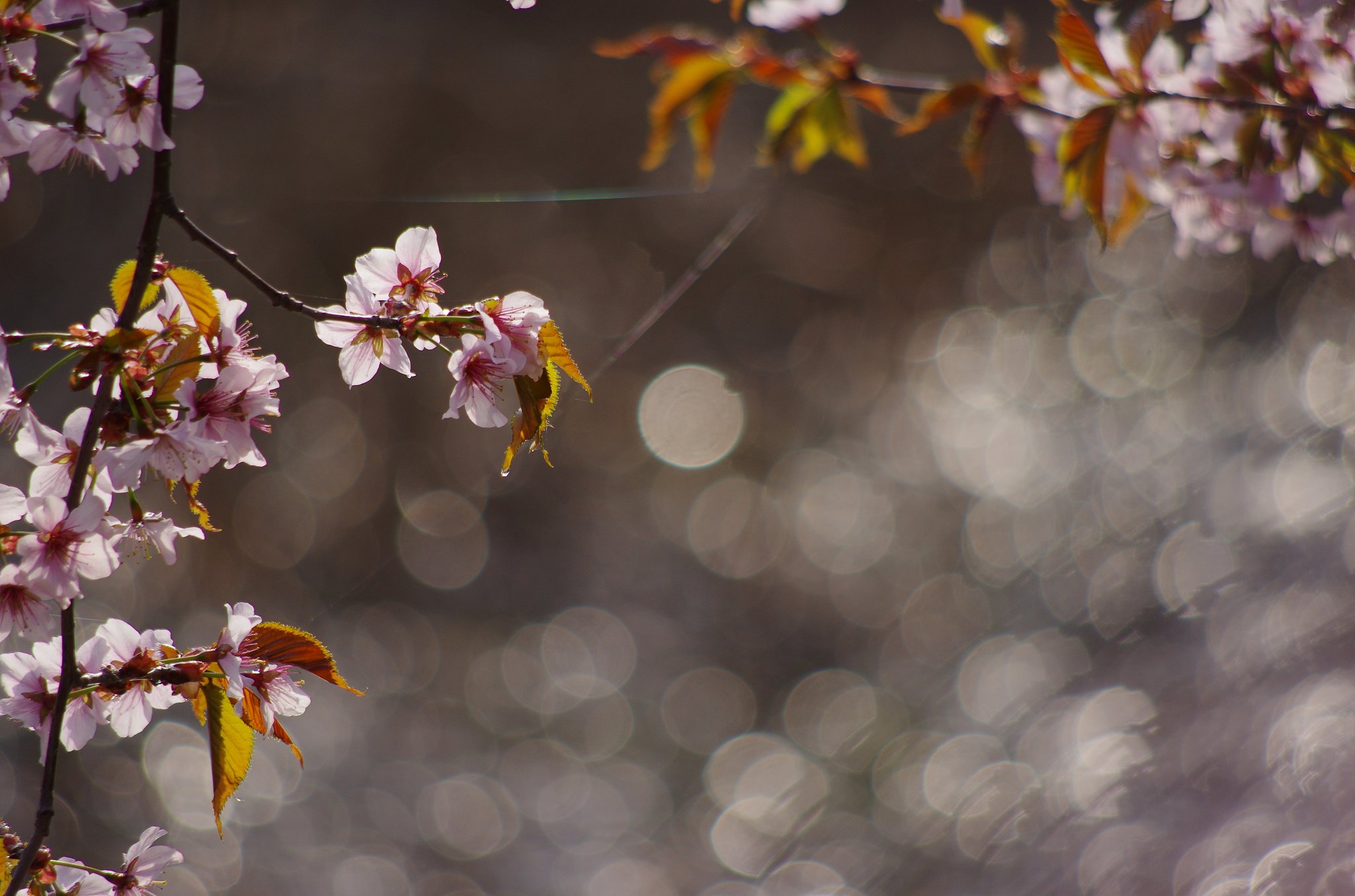 北国の桜