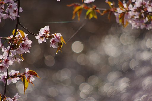 北国の桜
