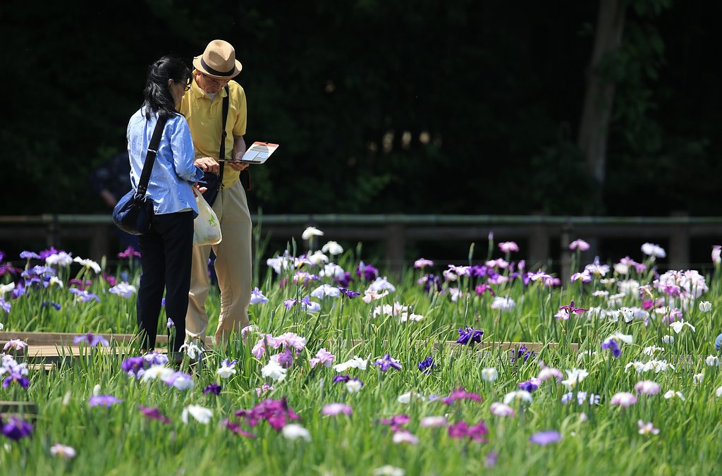 わが町の菖蒲まつり（その４）うまく撮れた？