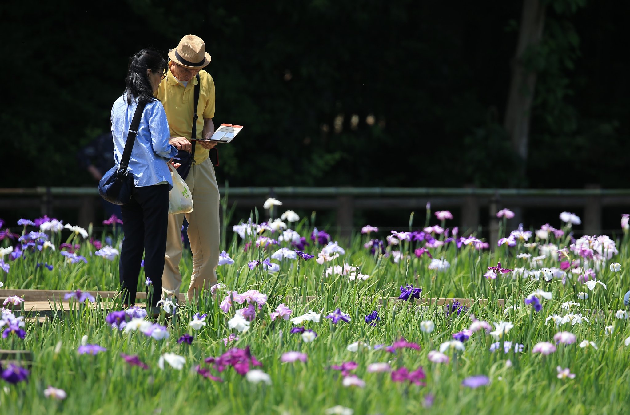 わが町の菖蒲まつり（その４）うまく撮れた？