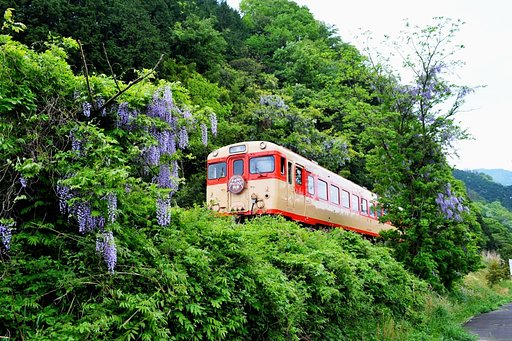 国鉄色列車と藤の花