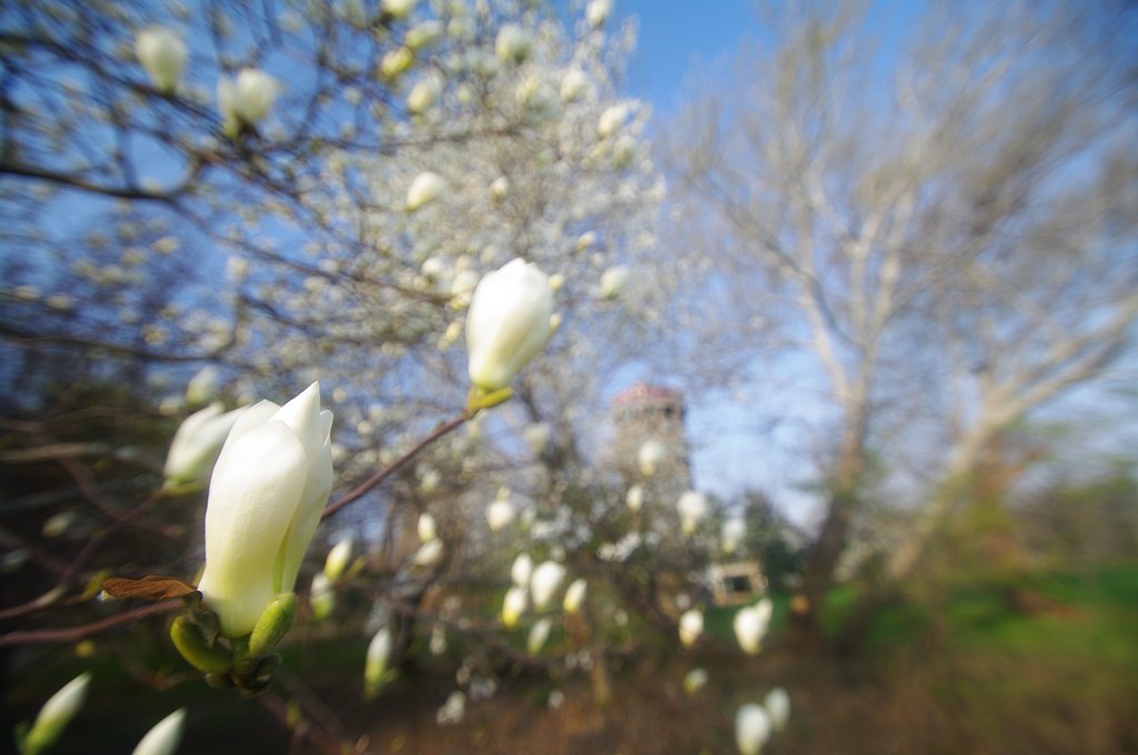 こぶしの花とサイロのある風景