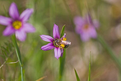ニワゼキショウ花盛り