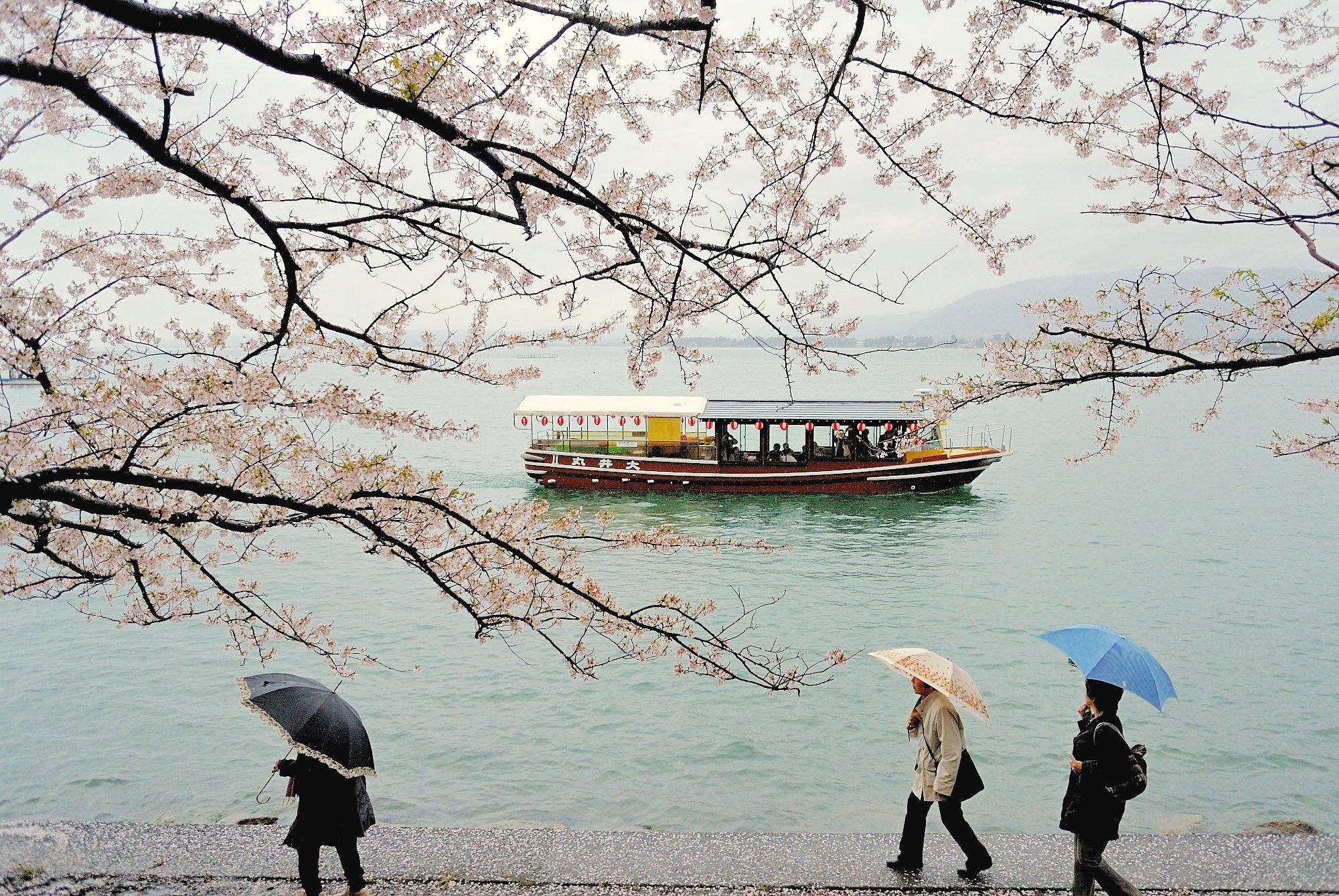 観桜船