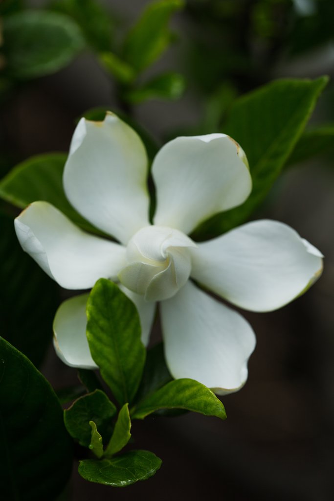 EF100mm F2.8 L MACRO IS USM