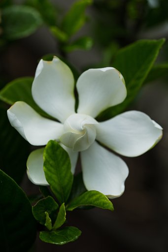 EF100mm F2.8 L MACRO IS USM