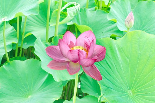 【広がり】 蓮