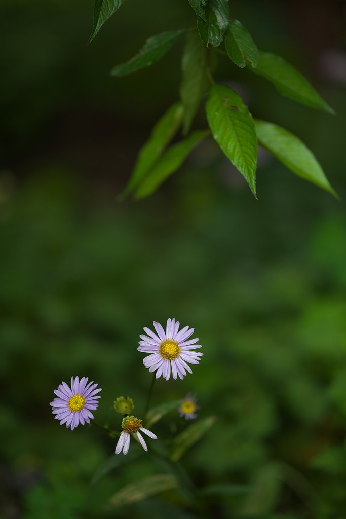 Otus　85㎜　F1.4　ZF