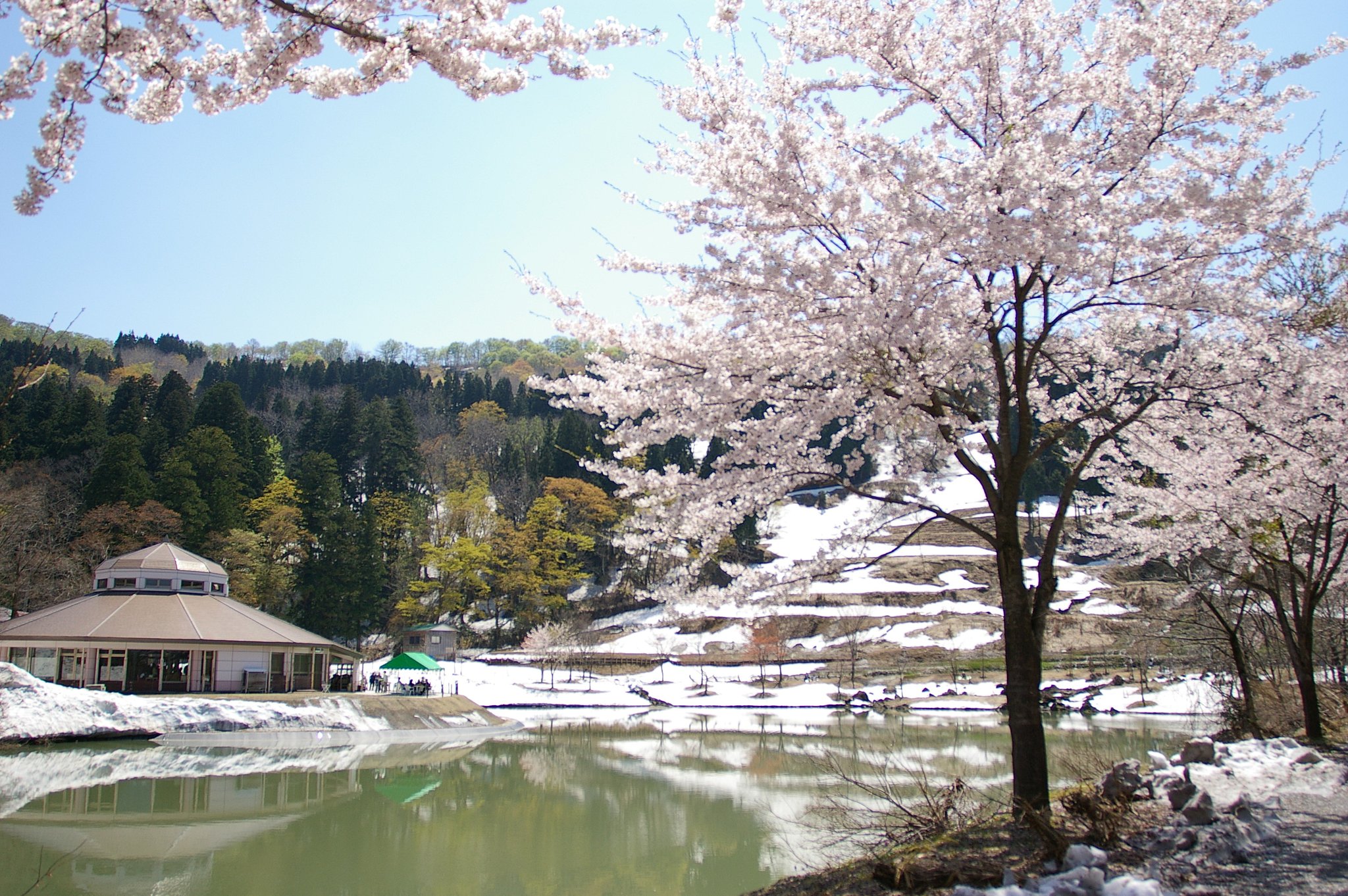 早すぎた桜