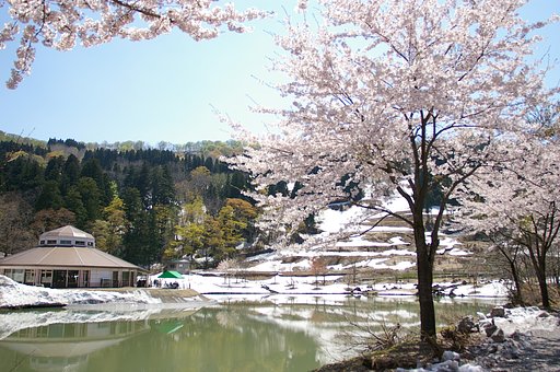早すぎた桜