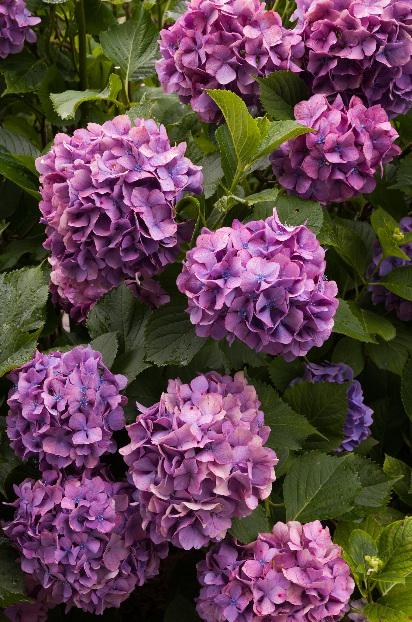 SIGMA 17-70mm F2.8-4 DC MACRO 