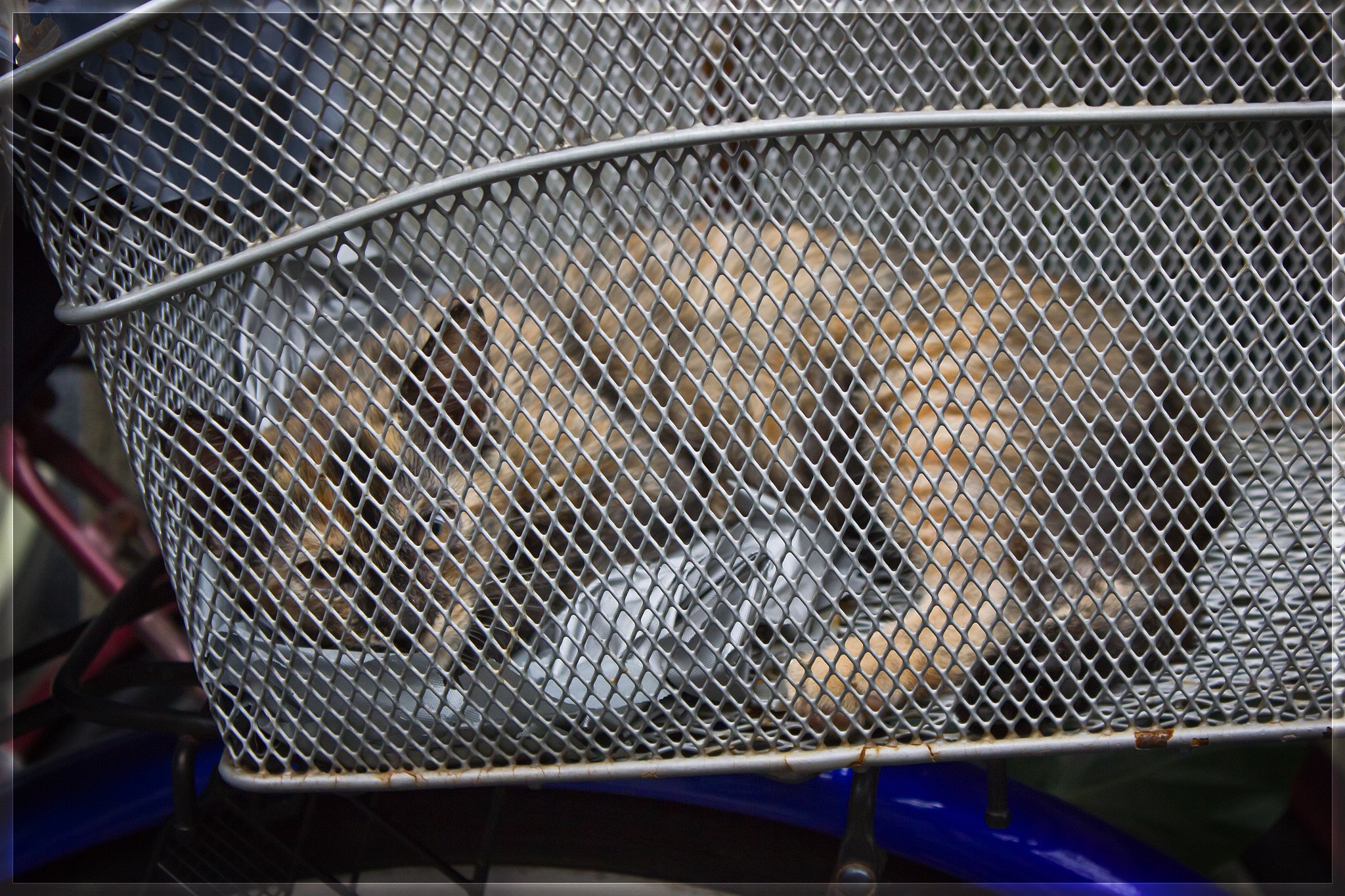 籠の子猫