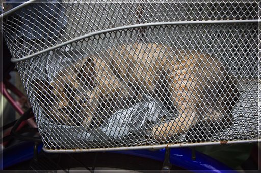 籠の子猫