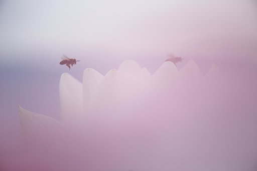 梅雨に霞む