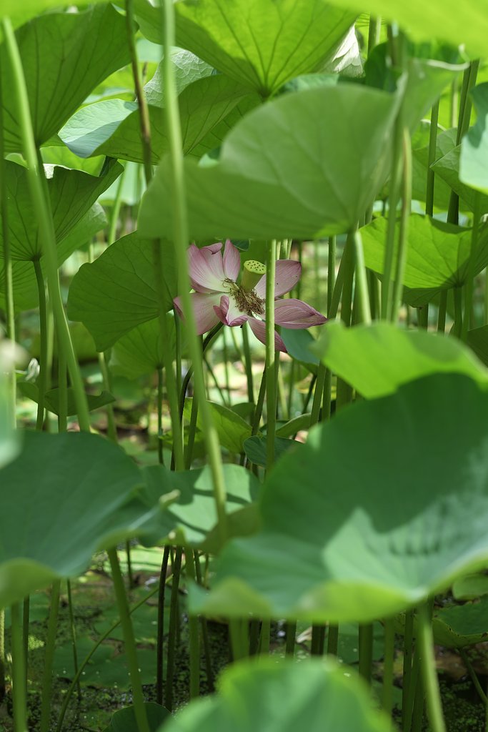 日陰の花
