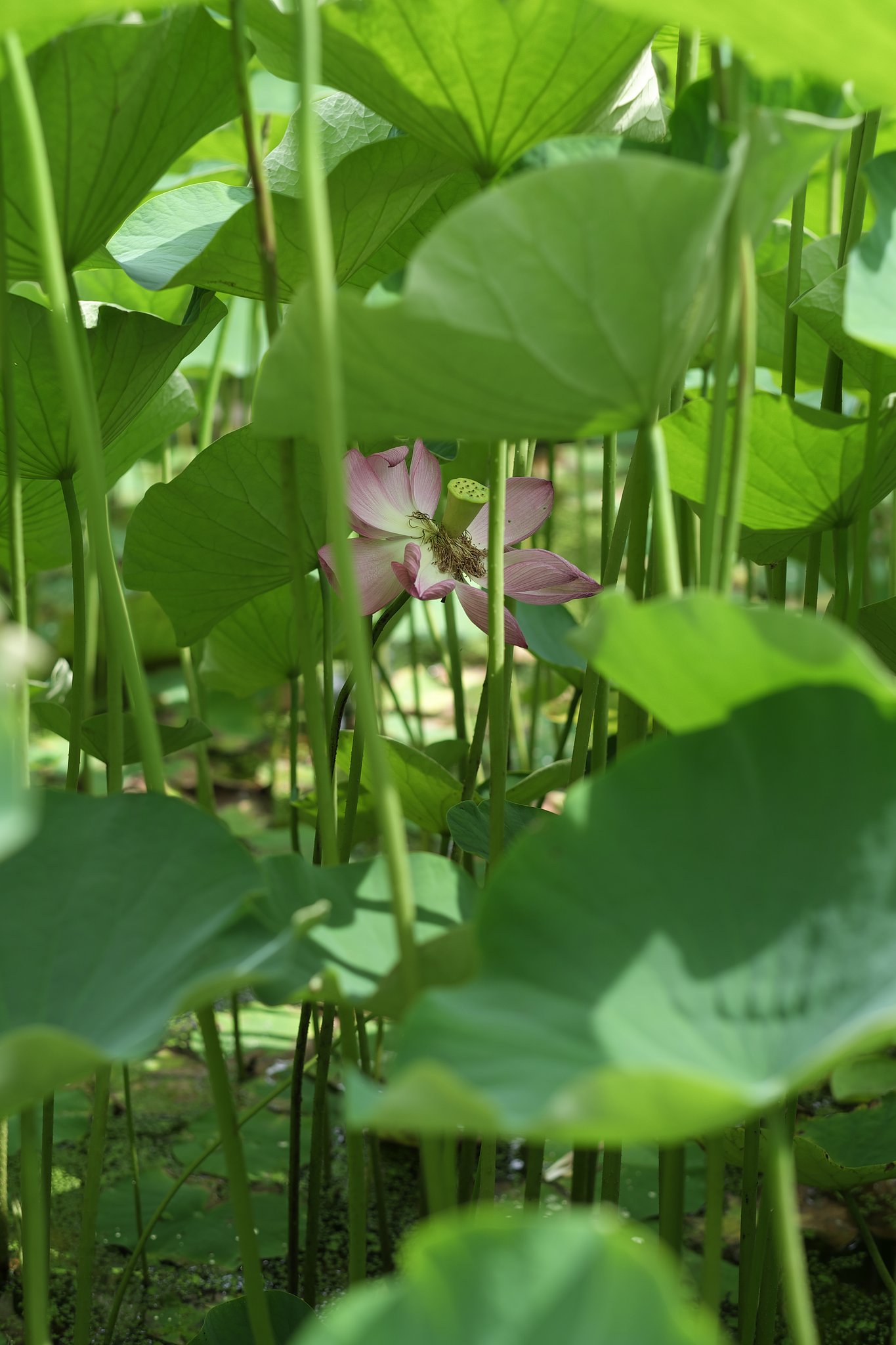 日陰の花