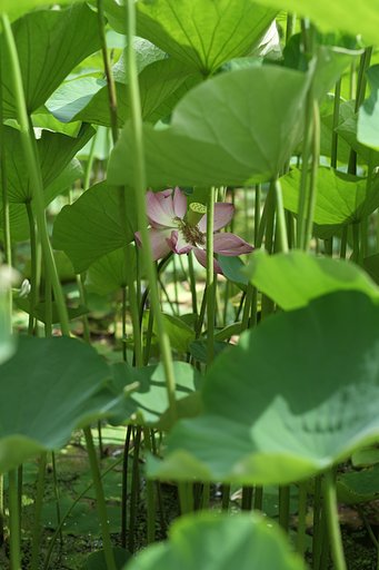 日陰の花